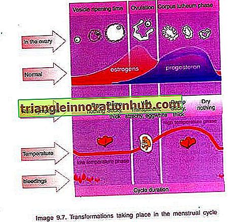 الجهاز التناسلي للإناث دورة المبيض Gametogenesis الدورة الشهرية